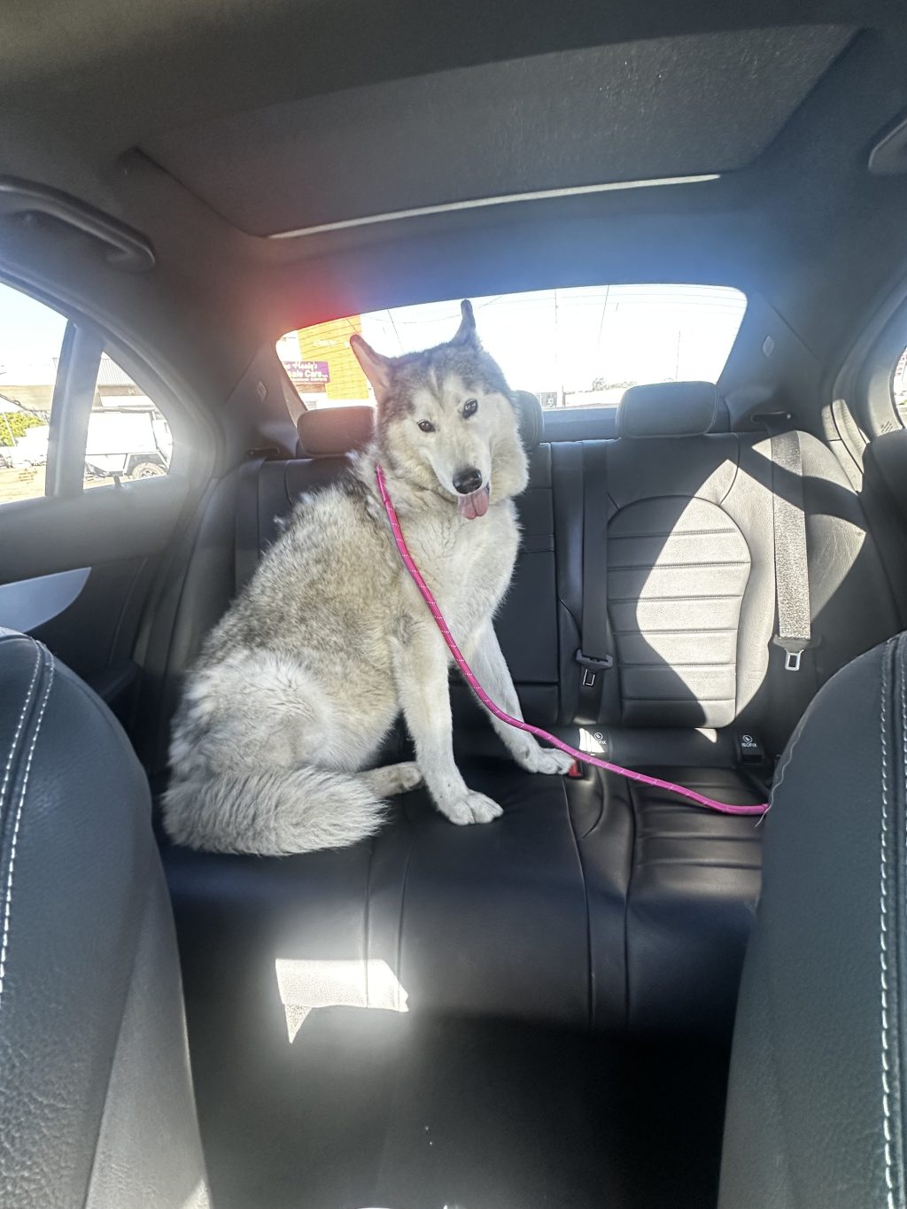 pet-image