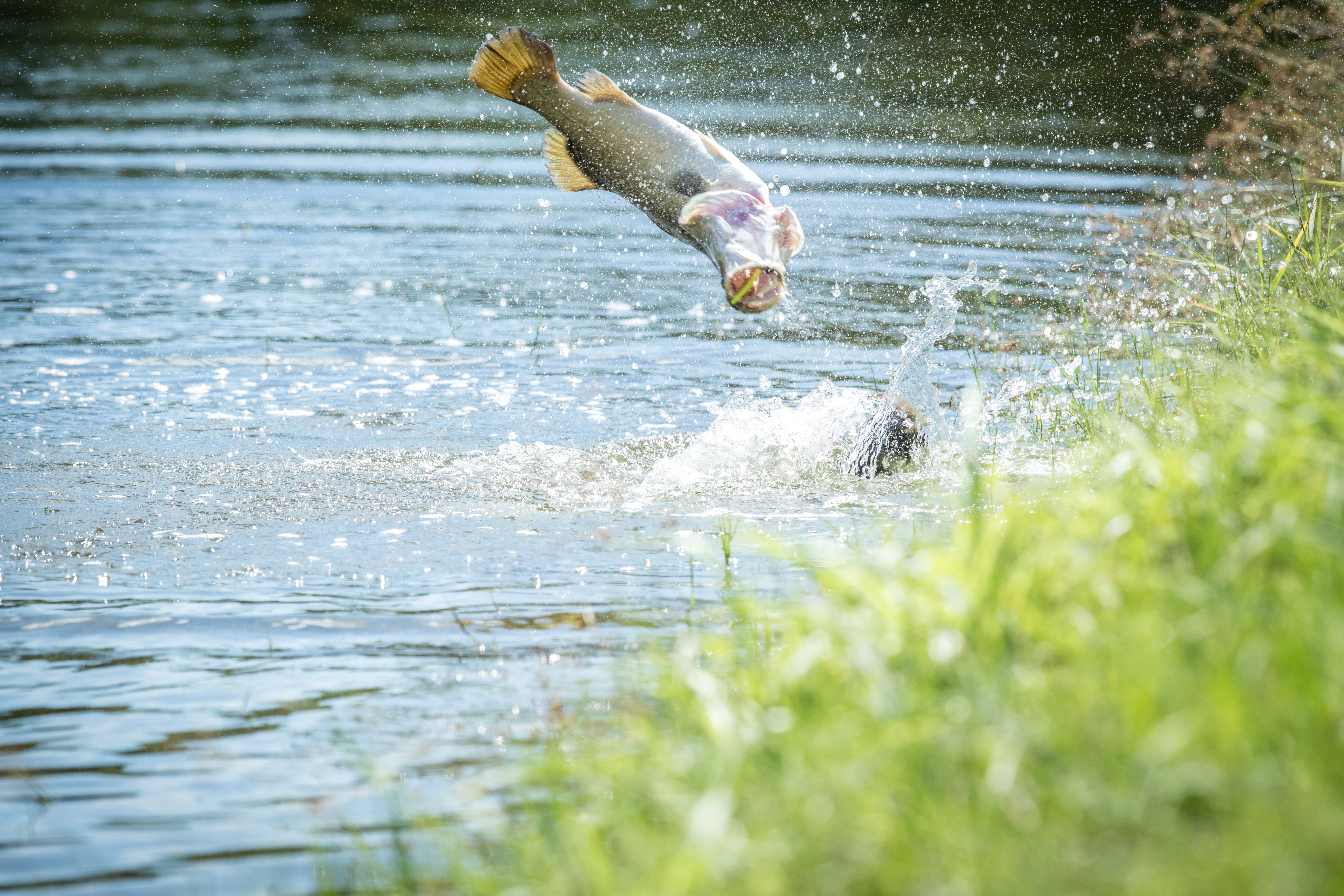 Paradise Dam Joins Stocking Program
